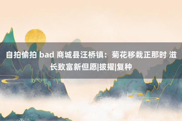 自拍偷拍 bad 商城县汪桥镇：菊花移栽正那时 滋长致富新但愿|拔擢|复种